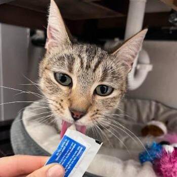 Mikki -  Domestic Short Hair Cat for Adoption in Goleta, California - Mikki | PetCurious