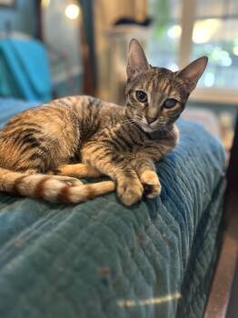 Rescue Domestic Short Hair Cats for Adoption in Mount Pleasant, South Carolina - Trixie | PetCurious