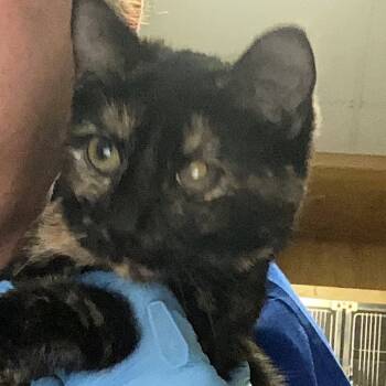 Rescue Domestic Short Hair Cats for Adoption in Greenville, South Carolina - Zucchini | PetCurious