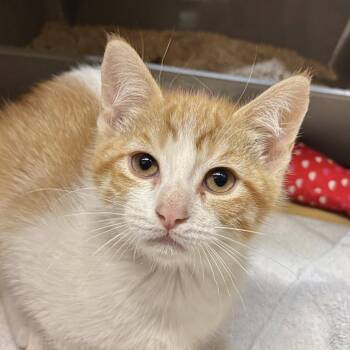 Muse -  Domestic Short Hair Cat for Adoption in Sonora, California - Muse | PetCurious