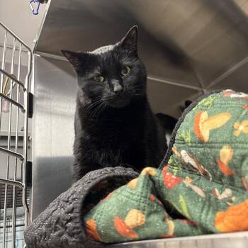 Domestic Short Hair Cats Available for Adoption - Locke | PetCurious