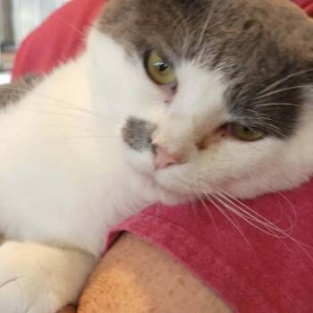 Gojo -  Domestic Short Hair Cat for Adoption in Myrtle Beach, South Carolina - Gojo | PetCurious