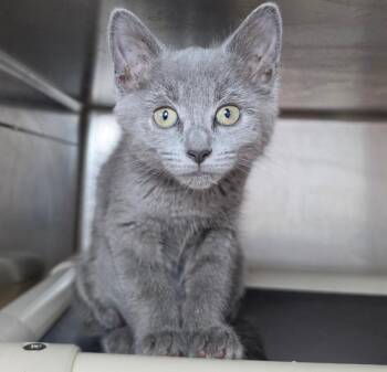 Gretel -  Domestic Short Hair Cat for Adoption in Roanoke, Virginia - Gretel | PetCurious