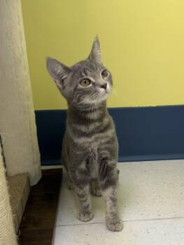 Trinket -  Domestic Short Hair Cat for Adoption in Milton, Massachusetts - Trinket | PetCurious