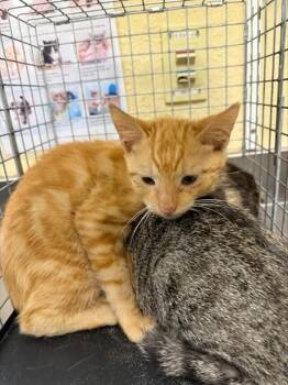 BLAZE -  Domestic Short Hair Cat for Adoption in Fort Myers, Florida - BLAZE | PetCurious