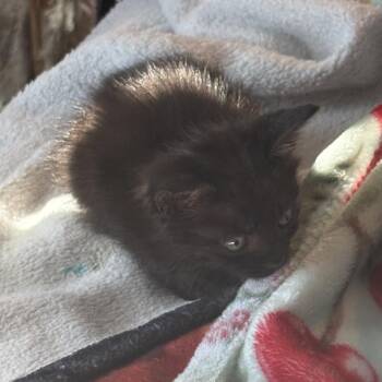 Ruchi (Orange) -  Domestic Short Hair Cat for Adoption in Elfin Forest, California - Ruchi (Orange) | PetCurious