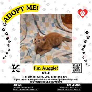 Auggie -  Domestic Short Hair Cat for Adoption in OSBORNVILLE, New Jersey - Auggie | PetCurious