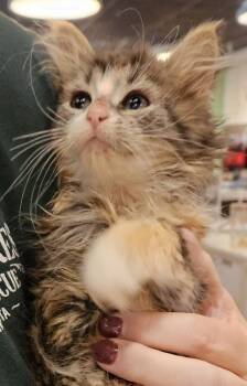 Eyes -  Domestic Short Hair Cat for Adoption in St. Cloud, Minnesota - Eyes | PetCurious