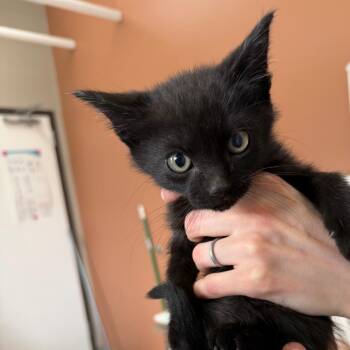 Domestic Short Hair Cats Available for Adoption in Detroit Lakes, Minnesota - Betta | PetCurious