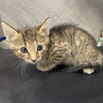Jack -  American Shorthair Cat for Adoption in Dickinson, Texas - Jack | PetCurious