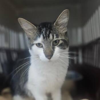 Cozy -  Domestic Long Hair Cat for Adoption in Monticello, Iowa - Cozy | PetCurious