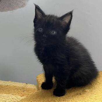 Domestic Short Hair Cats Available for Adoption in West Olive, Michigan - Emma | PetCurious