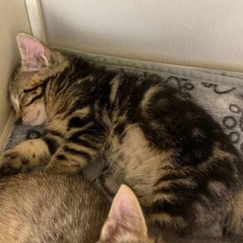 Domestic Short Hair Cats Available for Adoption in Sunnyvale, California - Davis | PetCurious