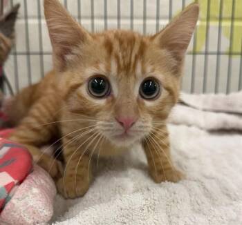 MOON -  Domestic Short Hair Cat for Adoption in Peoria, Illinois - MOON | PetCurious