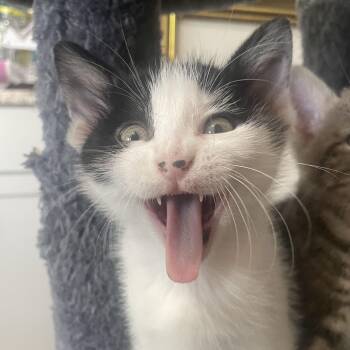 Domestic Short Hair Cats Available for Adoption in Bryan, Texas - Lexapro | PetCurious