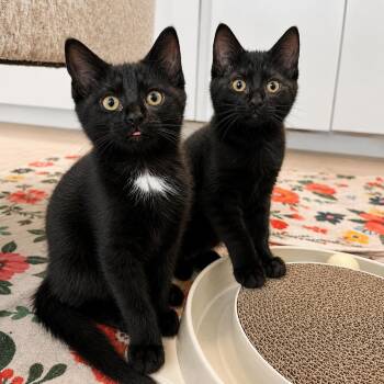 Burrata and Fontina -  Domestic Short Hair Cat for Adoption in Pontiac, Michigan - Burrata And Fontina | PetCurious