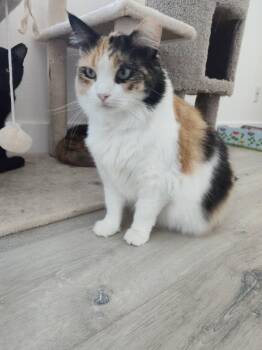 Bailey Park -  Domestic Short Hair and Calico Cat for Adoption in Chandler, Arizona - Bailey Park | PetCurious