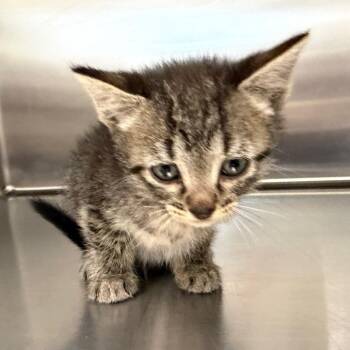 Zinna -  Domestic Short Hair Cat Available for Adoption in Marshall, Texas - Zinna | PetCurious