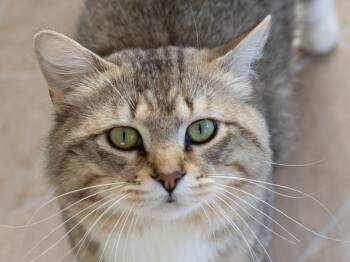 Hidalgo -  Domestic Medium Hair and Tabby Cat for Adoption in Republic, Washington - Hidalgo | PetCurious