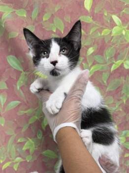 LATTE -  Domestic Short Hair Cat for Adoption in San Antonio, Texas - LATTE | PetCurious