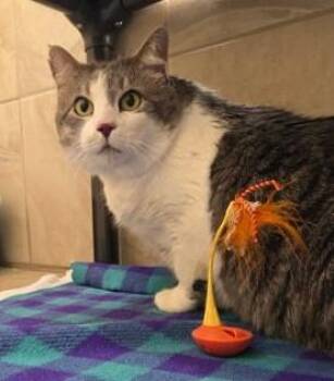 Dexter -  Domestic Short Hair Cat for Adoption in Canon City, Colorado - Dexter | PetCurious