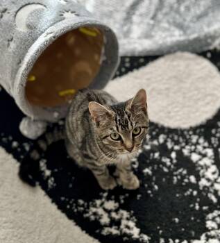 Rescue American Shorthair Cats for Adoption in East Orange, New Jersey - Meleys | PetCurious