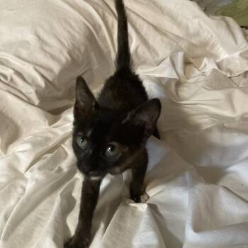 Petunia Dyal-KV -  Domestic Short Hair Cat for Adoption in Tallahassee, Florida - Petunia Dyal-KV | PetCurious
