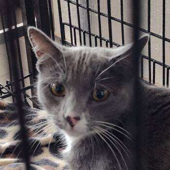 Rescue Domestic Short Hair Cats for Adoption in Hemet, California - Stormy | PetCurious
