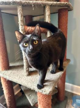 Bear -  Domestic Short Hair Cat Available for Adoption in Port Barrington, Illinois - Bear | PetCurious