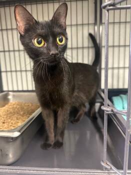 Owlette -  Domestic Short Hair Cat for Adoption in Rock Springs, Wyoming - Owlette | PetCurious