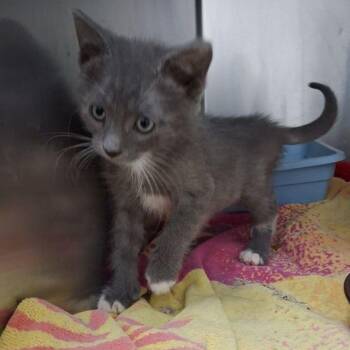 Gizmo -  Domestic Short Hair Cat for Adoption in Lake Havasu City, Arizona - Gizmo | PetCurious