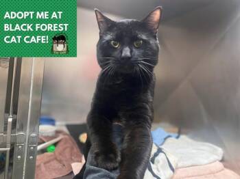 CHENEKE -  Domestic Short Hair Cat for Adoption in Fort Wayne, Indiana - CHENEKE | PetCurious