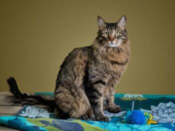 OLLIE -  Domestic Medium Hair Cat for Adoption in Santa Fe, New Mexico - OLLIE | PetCurious