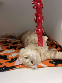 Rescue Domestic Long Hair Cats for Adoption in Othello, Washington - Albion: Currently Located For Adoption: PetSmart Seattle | PetCurious
