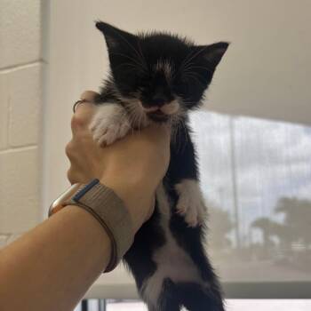 Fanta -  Domestic Short Hair Cat for Adoption in Corpus Christi, Texas - Fanta | PetCurious