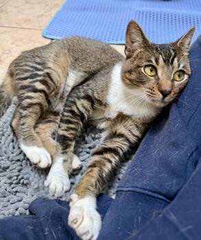 Adrian -  Abyssinian Cat for Adoption in Andover, Connecticut - Adrian | PetCurious