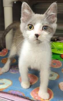 Chao -  Domestic Short Hair Cat for Adoption in Eugene, Oregon - Chao | PetCurious