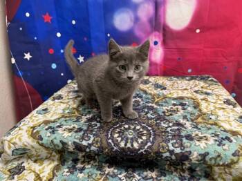 THELMA -  Domestic Short Hair Cat for Adoption in Wylie, Texas - THELMA | PetCurious