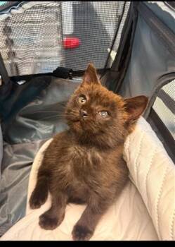 STASH -  Domestic Short Hair Cat for Adoption in Fort Walton Beach, Florida - STASH | PetCurious