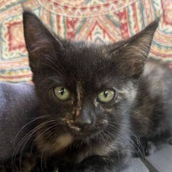 Domestic Short Hair Cats Available for Adoption in Cumming, Georgia - Butterscotch | PetCurious