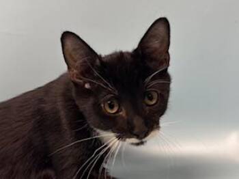 Agent K -  Domestic Medium Hair and Domestic Short Hair Cat for Adoption in Golden Valley, Minnesota - Agent K | PetCurious