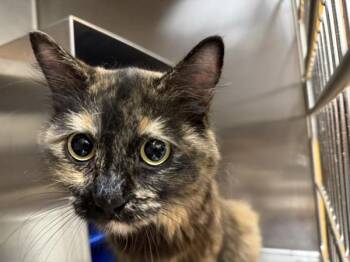 Ms. Pumpkin -  Domestic Long Hair Cat for Adoption in Golden, Colorado - Ms. Pumpkin | PetCurious