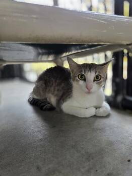 SCARLET -  Domestic Short Hair Cat for Adoption in Palmetto, Florida - SCARLET | PetCurious