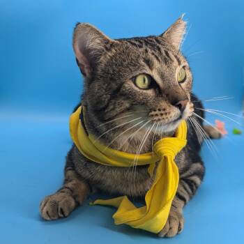 Rescue Domestic Short Hair Cats for Adoption in Tucker, Georgia - Marlon Brando (Mr Showoff) | PetCurious