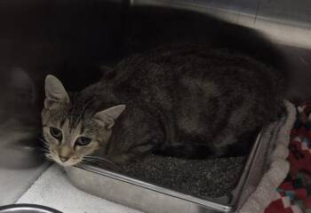 MARGARET -  Domestic Short Hair Cat for Adoption in Decatur, Illinois - MARGARET | PetCurious