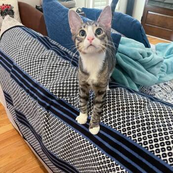 Franz -  Tabby Cat for Adoption in New Orleans, Louisiana - Franz | PetCurious