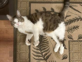 Zorro -  Domestic Short Hair Cat for Adoption in Brantford, Ontario - Zorro | PetCurious