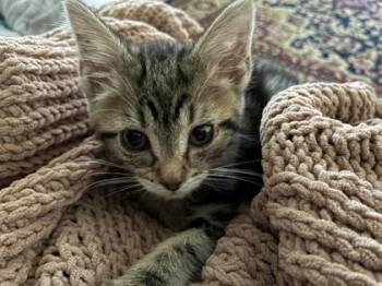Graham -  Domestic Short Hair Cat for Adoption in Lafayette, Indiana - Graham | PetCurious