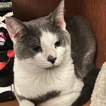 Domestic Short Hair Cats Available for Adoption in Granville, Ohio - Walter | PetCurious