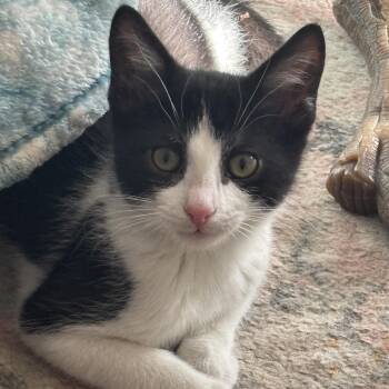 Strudel -  Domestic Short Hair Cat for Adoption in Washington, Pennsylvania - Strudel | PetCurious
